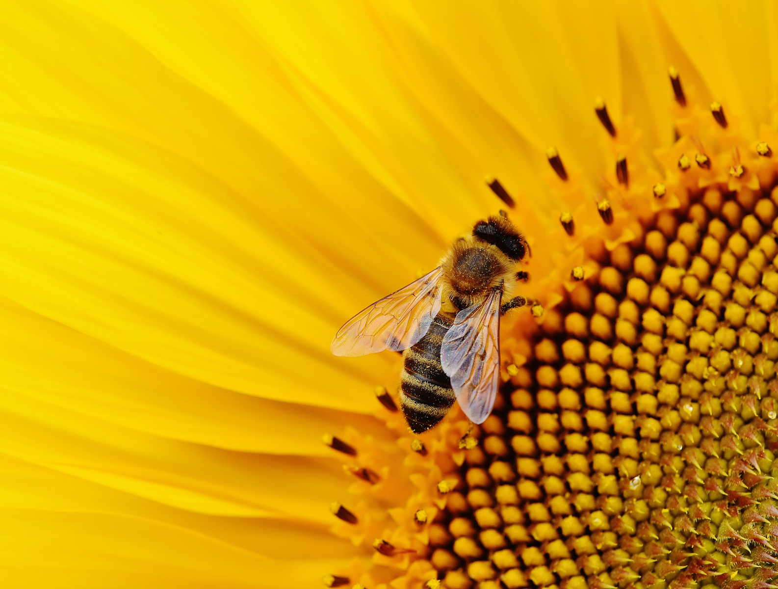 Close-up Photo of Bee in Flower